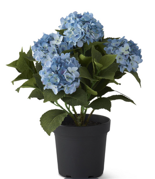 5 Bloom Blue Potted Hydrangea