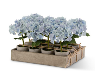 Small Potted Blue Hydrangea