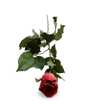 Rose Stem, 31" - Red